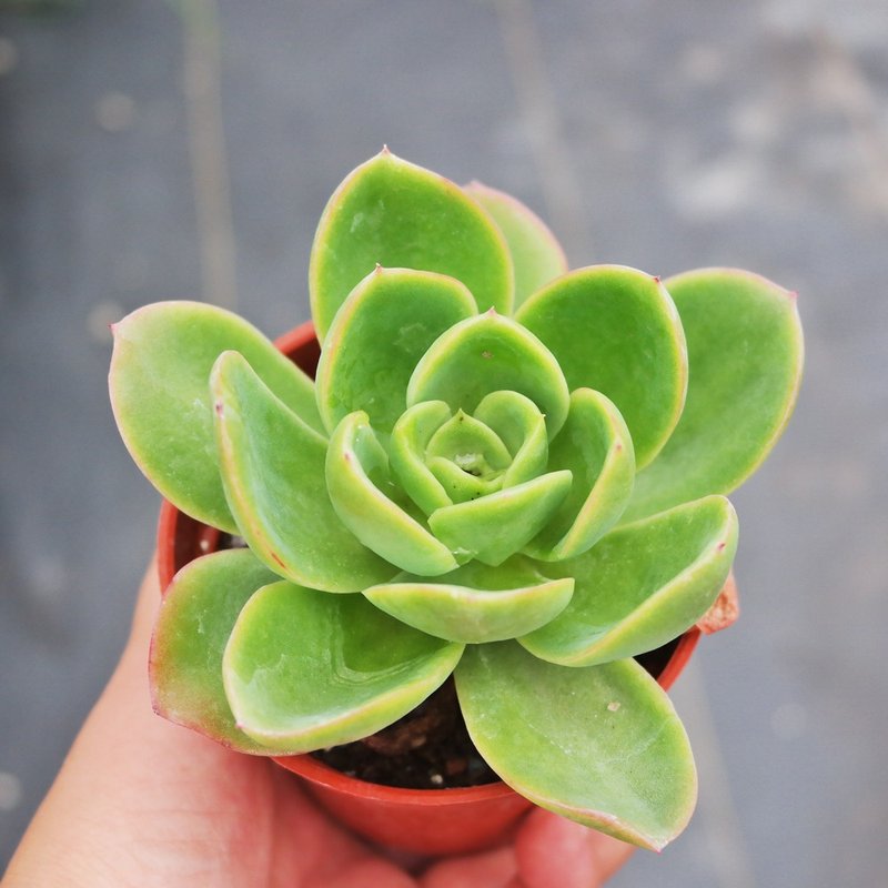 【豆豆多肉】【金色光辉】乔迁│送礼│升迁│多肉植物 - 植栽/盆栽 - 植物．花 