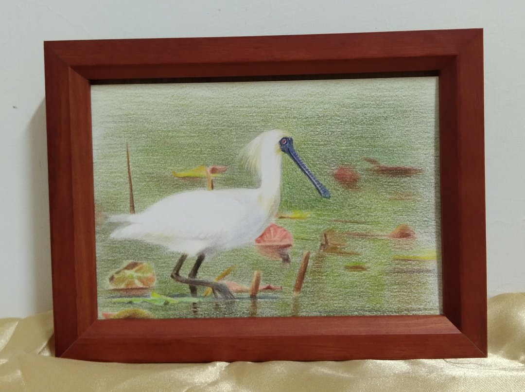 摆设 / 黑面琵鹭 / 色铅笔画 / 原稿 / 含框 - 海报/装饰画/版画 - 纸 
