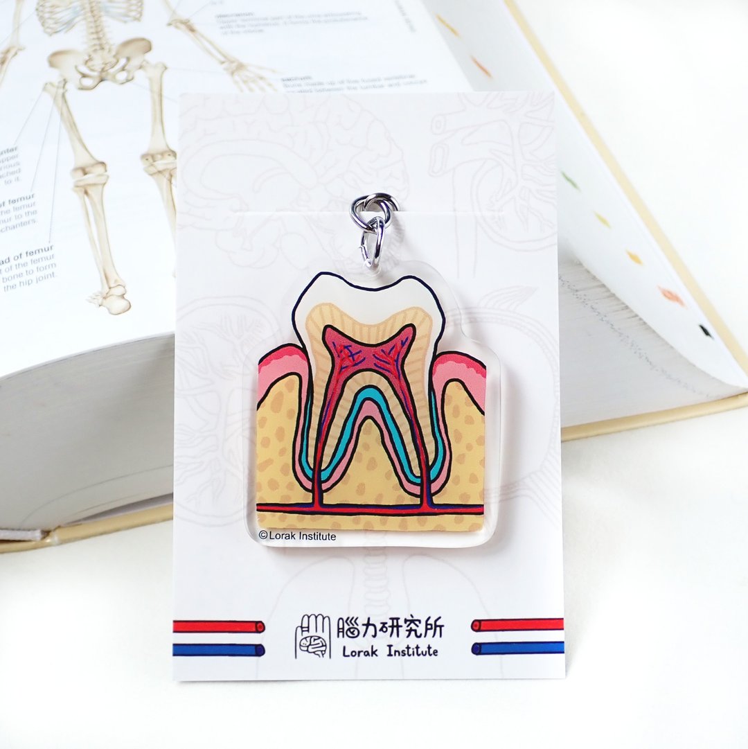 牙齿 内脏 器官锁匙扣  钥匙圈科学 毕业 - 钥匙链/钥匙包 - 塑料 