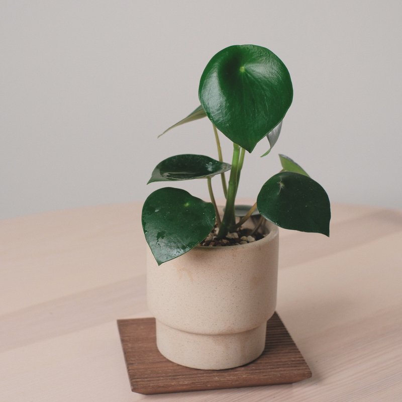 荷叶椒草/室内植物 - 植栽/盆栽 - 植物．花 