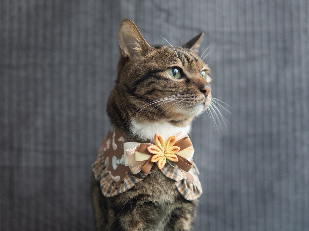 【红叶・もみじ】宠物领巾 猫咪/狗狗 花花 布花 枫叶领巾 - 橙 - 项圈/牵绳 - 棉 橘色