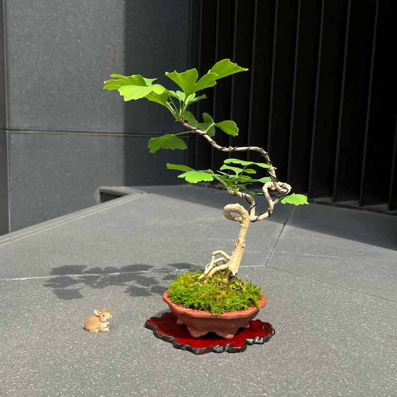 银杏∣中品风飘盆景 - 植栽/盆栽 - 陶 