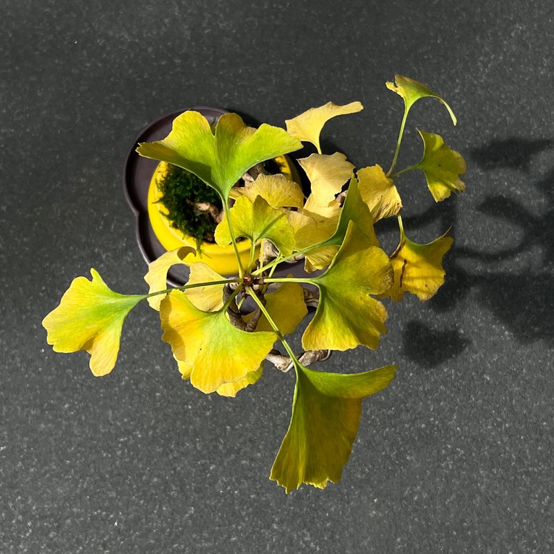 银杏∣中品风飘盆景 预计元旦前后转黄 - 植栽/盆栽 - 陶 