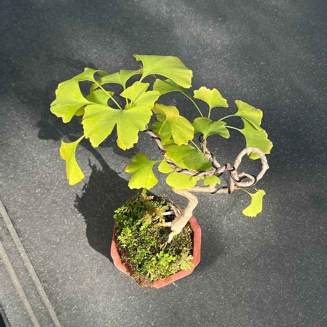 银杏∣中品风飘盆景 即将转黄 - 植栽/盆栽 - 陶 