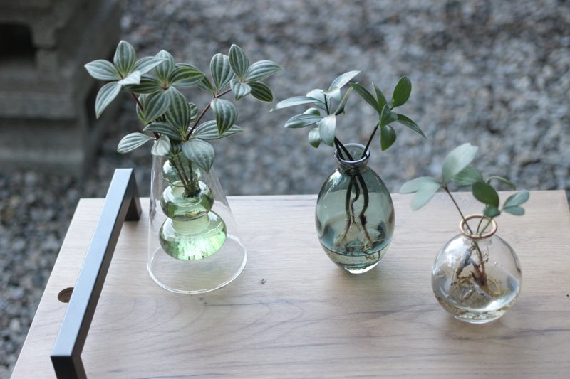 水培植栽│多叶兰_室内植物 办公室盆栽 店内摆设 - 植栽/盆栽 - 玻璃 