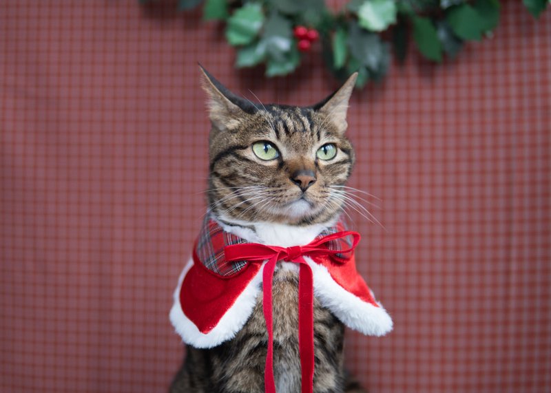 【圣诞限定系列】宠物领巾 猫咪/狗狗 圣诞袍 - 红 - 项圈/牵绳 - 棉．麻 红色