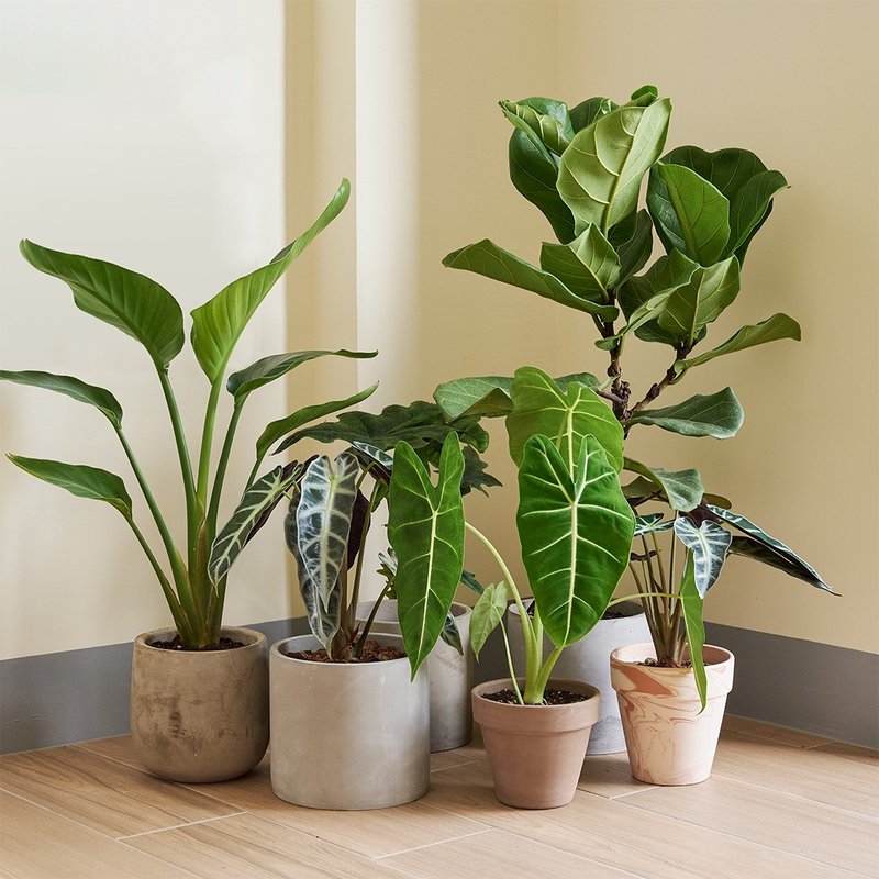 观叶植物 | 综合出货区 - 植栽/盆栽 - 植物．花 绿色