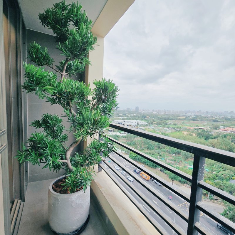 质感大气空间布置-罗汉松 - 植栽/盆栽 - 植物．花 