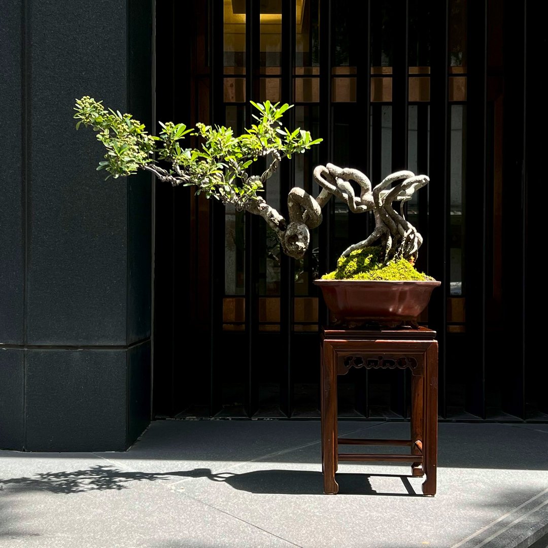 露根红果状元红中品盆景∣已着果 贵风盆栽 - 植栽/盆栽 - 陶 