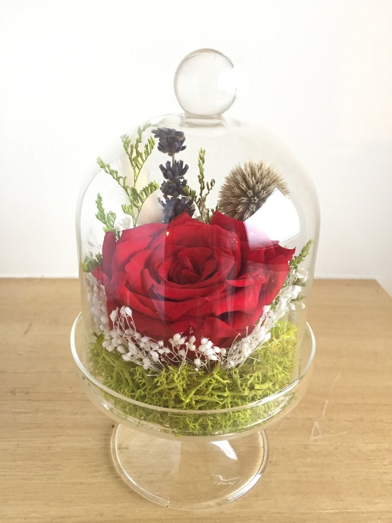［纯自然］永恒的爱 玫瑰 永生花 干燥 高脚玻璃钟 瓶中 盆栽 植物 送礼 情人节 love gift valentine - 植栽/盆栽 - 植物．花 多色