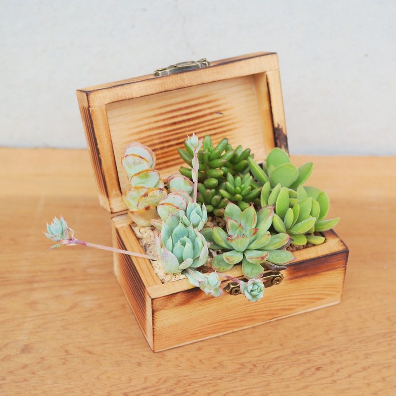 豆豆多肉植物与小杂货-疯杂货系列-作旧木盒植栽组合 - 植栽/盆栽 - 木头 