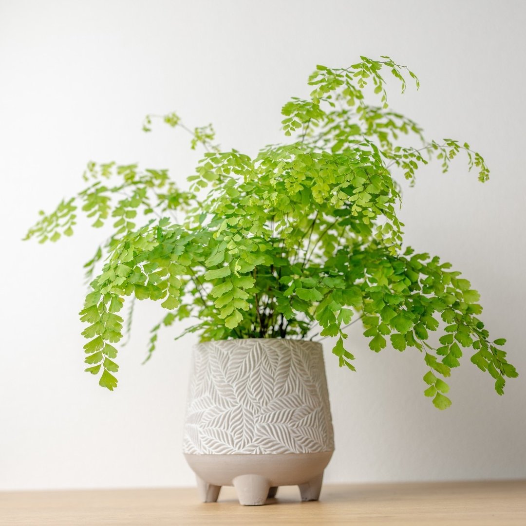 铁线蕨盆栽 桌上盆栽 中树叶纹 水泥盆栽  开幕送礼 乔迁礼物 - 植栽/盆栽 - 植物．花 