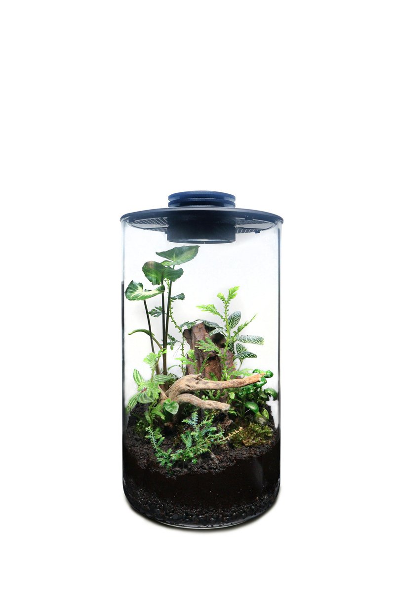 【订制】蕨醒科技生态瓶-直筒款 - 植栽/盆栽 - 玻璃 