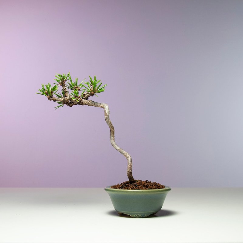 小品盆景/文人千寿丸黑松 - 植栽/盆栽 - 植物．花 