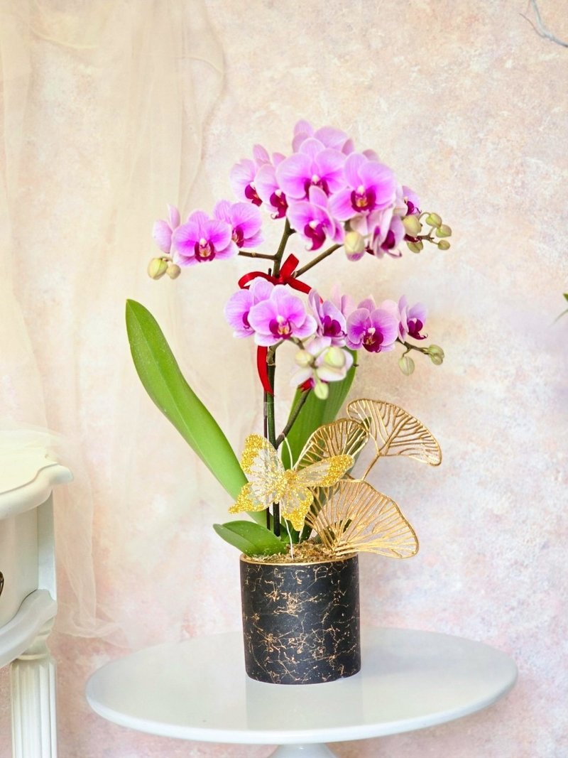 宝贝粉蝴蝶兰植栽【限店面自取/双北专送】新年送礼 新居落成 - 植栽/盆栽 - 植物．花 粉红色