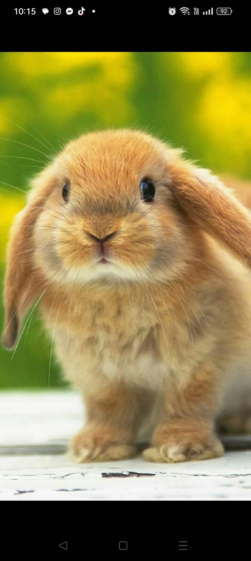 定制宠物羊毛毡(custom-order for Tammy定制下单专属) - 玩偶/公仔 - 羊毛 金色