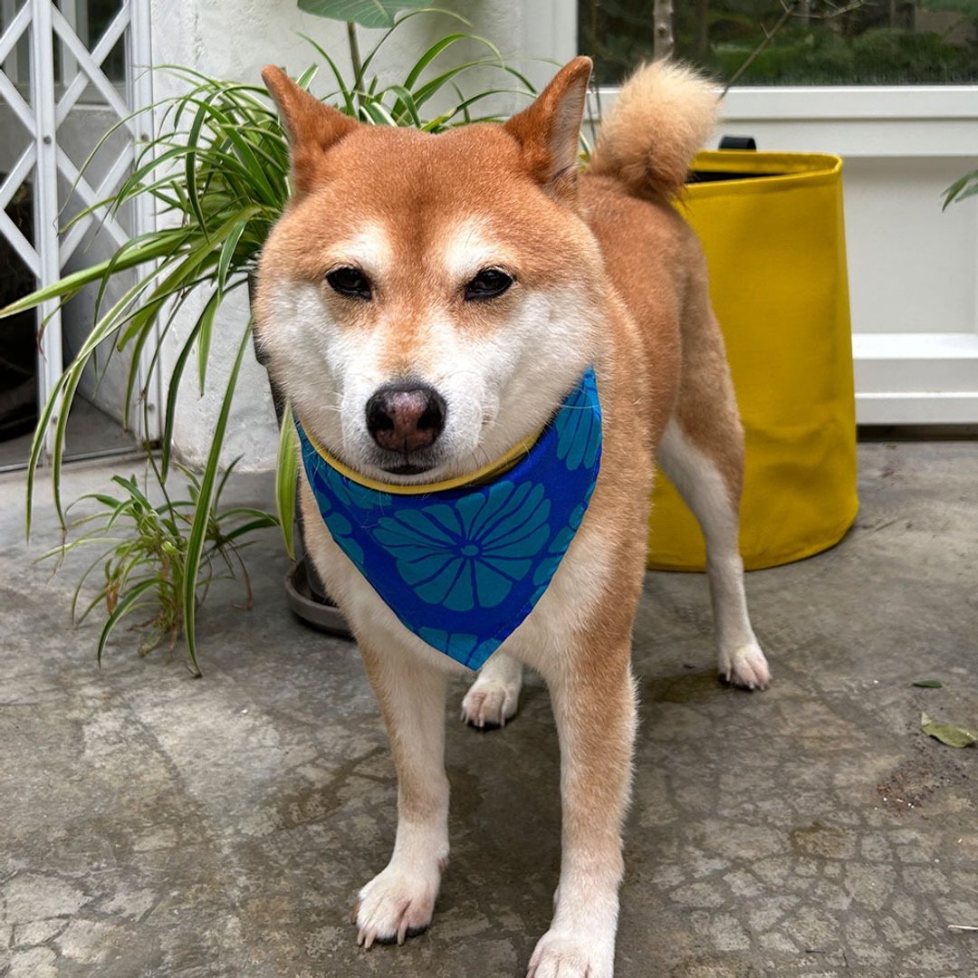 狗狗专属名领巾-定制化(中型犬)-和风蓝 - 项圈/牵绳 - 棉 蓝色
