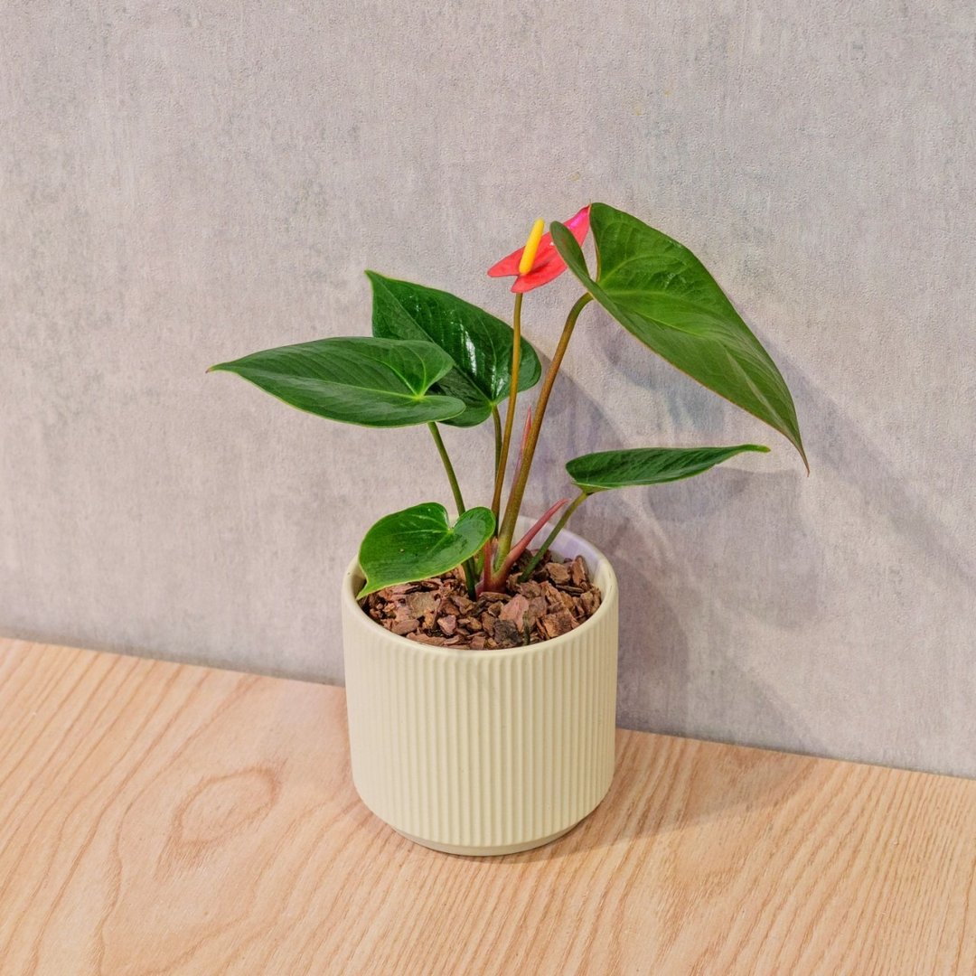 火鹤 莫兰迪色系直纹陶盆 室内植物 观叶植物 礼物 盆栽 交换礼物 - 植栽/盆栽 - 植物．花 黄色