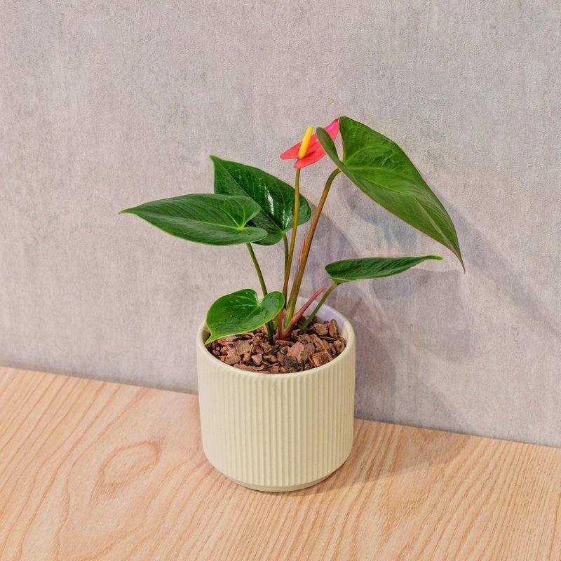 火鹤 莫兰迪色系直纹陶盆 室内植物 观叶植物 礼物 盆栽 交换礼物 - 植栽/盆栽 - 植物．花 黄色