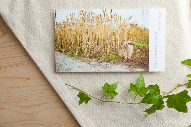 兔子摄影插画明信片 - 丰收 - 卡片/明信片 - 纸 卡其色
