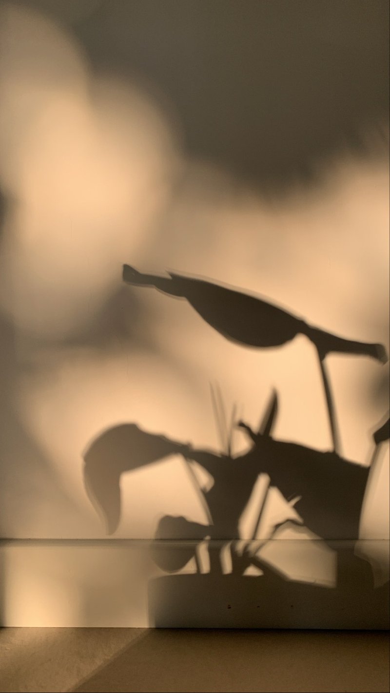 补运费 - 其他 - 纸 白色