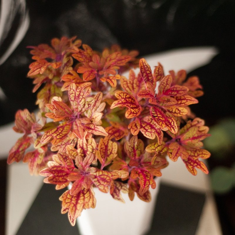 【秋冬感植栽】 羽毛彩叶草 | 新手盆栽 | 居家 | 办公室 - 植栽/盆栽 - 植物．花 红色