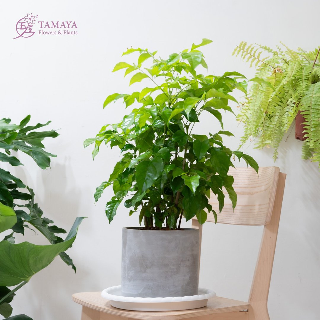 旺旺树 中型 - 植栽/盆栽 - 植物．花 绿色
