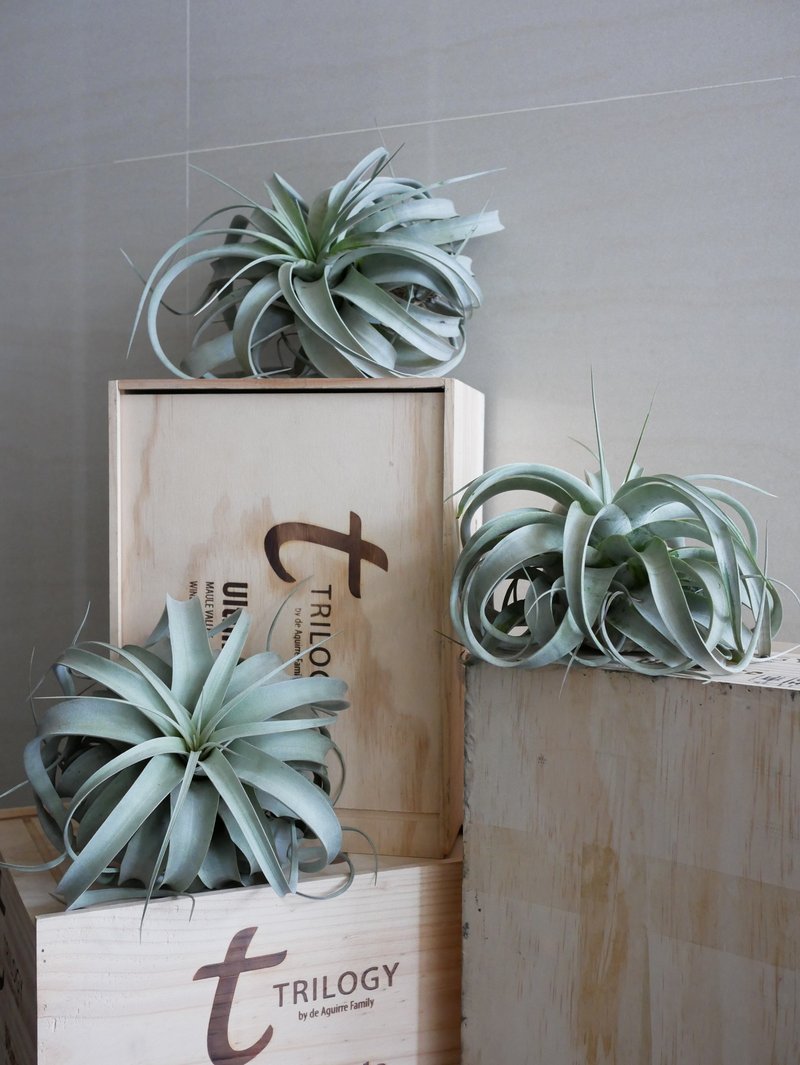 大尺寸霸王空气凤梨  XXL - 植栽/盆栽 - 植物．花 绿色