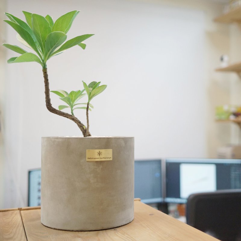 开幕贺礼、新居落成│中型景观植栽│白水木 - 植栽/盆栽 - 植物．花 