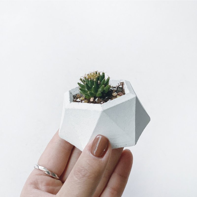 (现货) 纯灰系列 | 白鸟座 仙人掌 几何多边形水泥仙人掌植栽 - 植栽/盆栽 - 植物．花 灰色