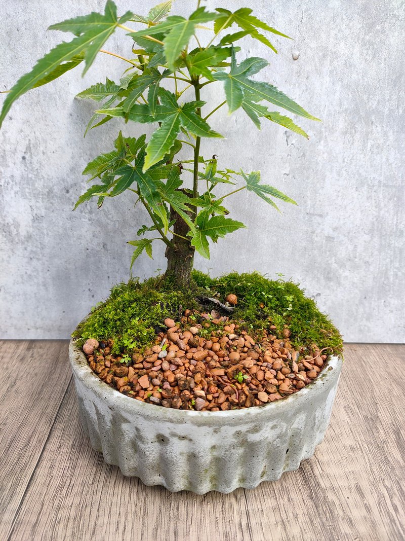 青枫水泥盆栽 - 植栽/盆栽 - 植物．花 