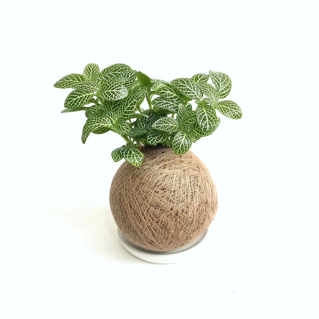 白网纹草 手作植栽苔球 - 植栽/盆栽 - 植物．花 