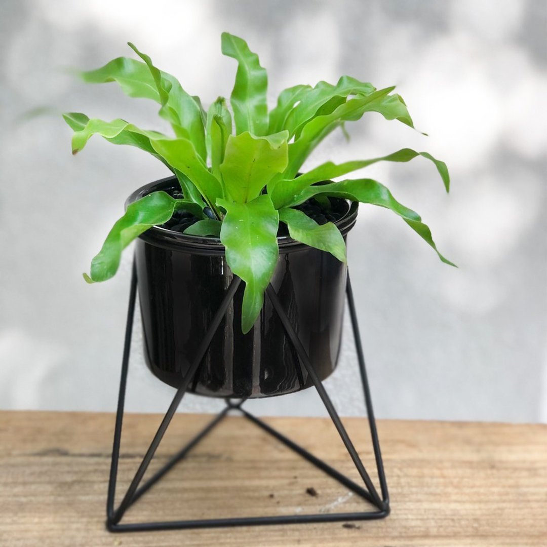 高脚杯杯 山苏 百合竹(两款可选) | 居家办公好伙伴 WFH - 植栽/盆栽 - 植物．花 绿色