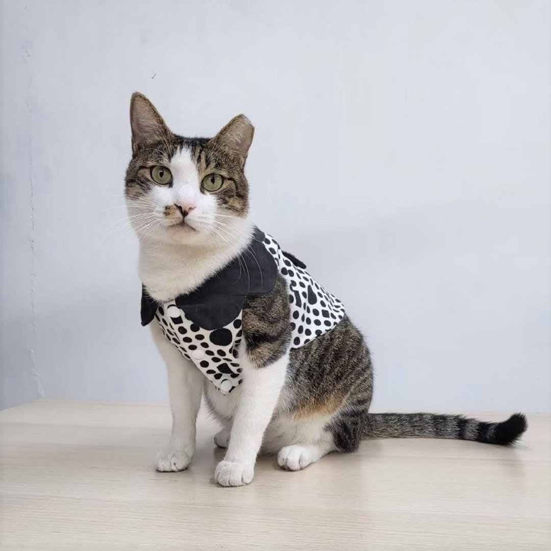 新竹手作体验课程 — 摩登猫猫衣服 猫咪衣服 猫衣服 - 编织/羊毛毡/布艺 - 棉 