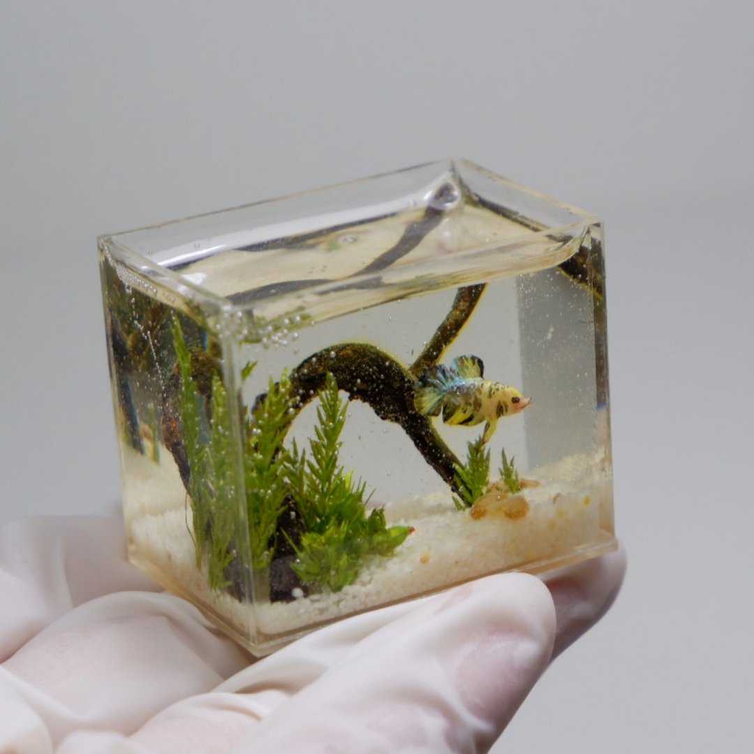 Miniature clay koi betta in the tank - 摆饰 - 树脂 