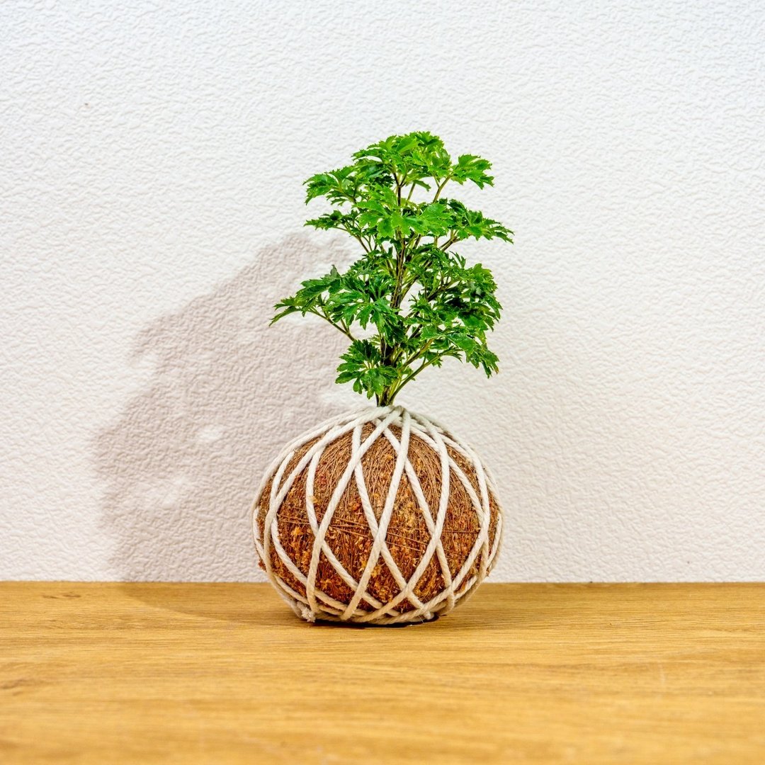 苔球植物 羽叶福禄桐苔球 苔玉 礼物 送礼 桌上盆栽 - 植栽/盆栽 - 植物．花 绿色
