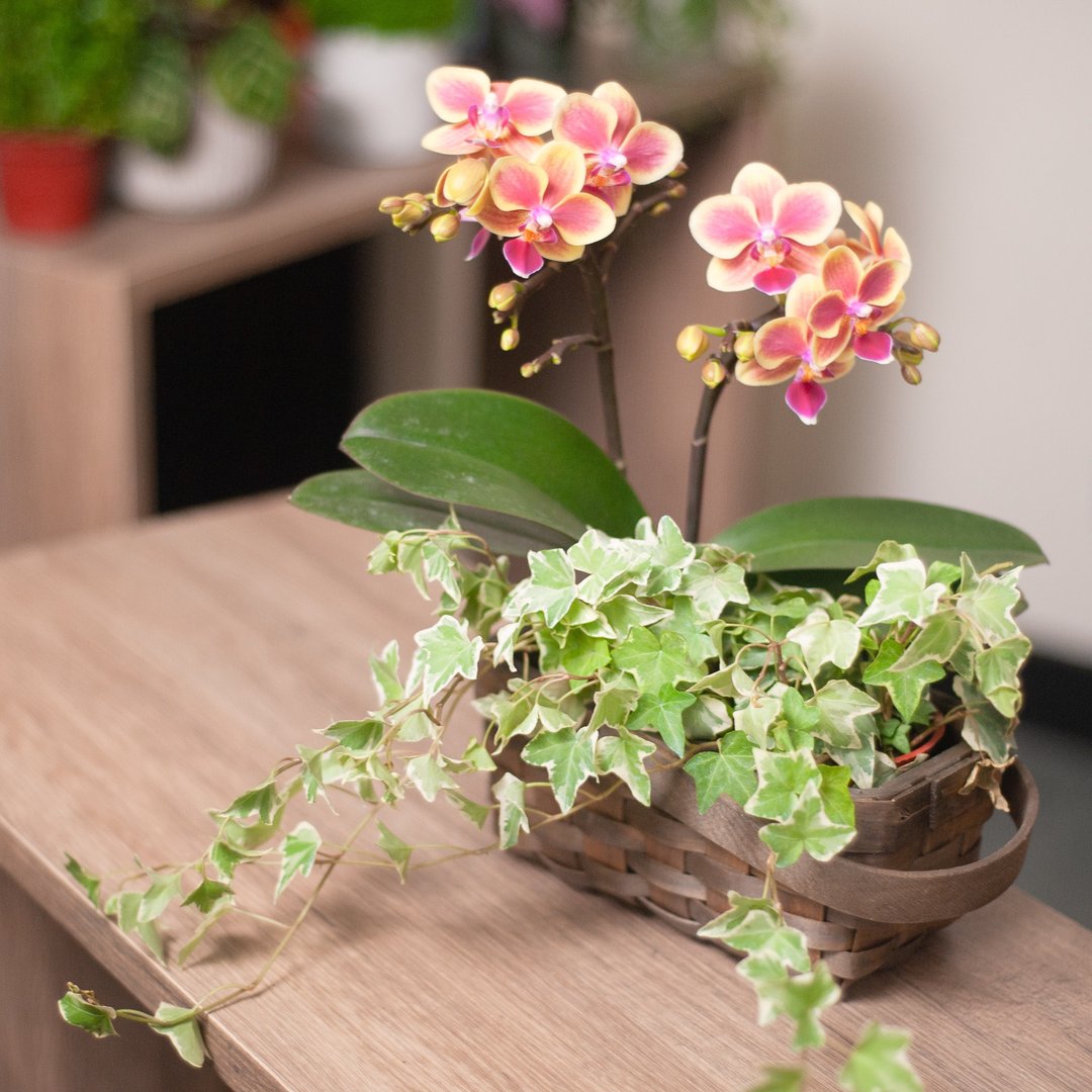 星辰迷你蝴蝶兰观叶组 兰花 送礼 - 植栽/盆栽 - 植物．花 多色