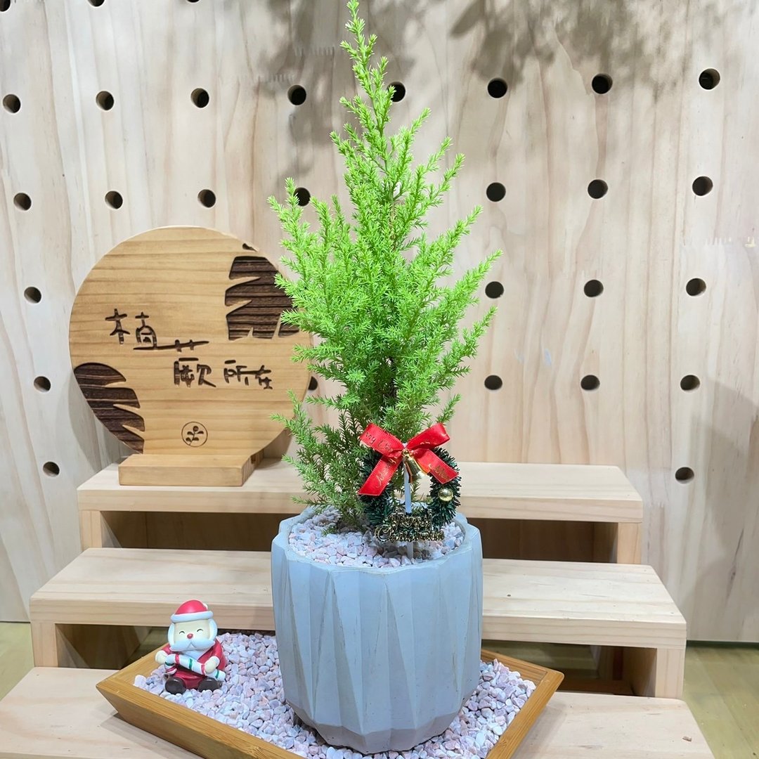 植蕨所在 香冠柏盆栽 圣诞礼物 交换礼物 居家摆设 节庆植物 - 植栽/盆栽 - 植物．花 