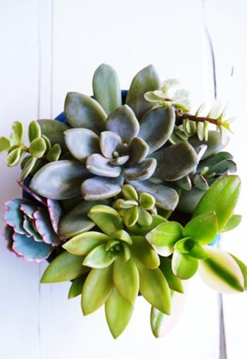 多肉植物组合盆栽工业风复古设计 - 植栽/盆栽 - 植物．花 蓝色