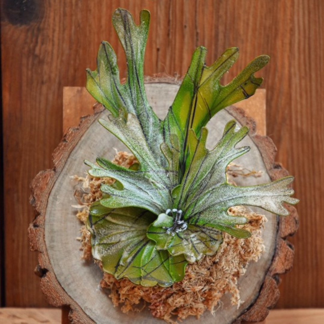 订制幻植鹿角蕨水晶花挂件 - 植栽/盆栽 - 树脂 