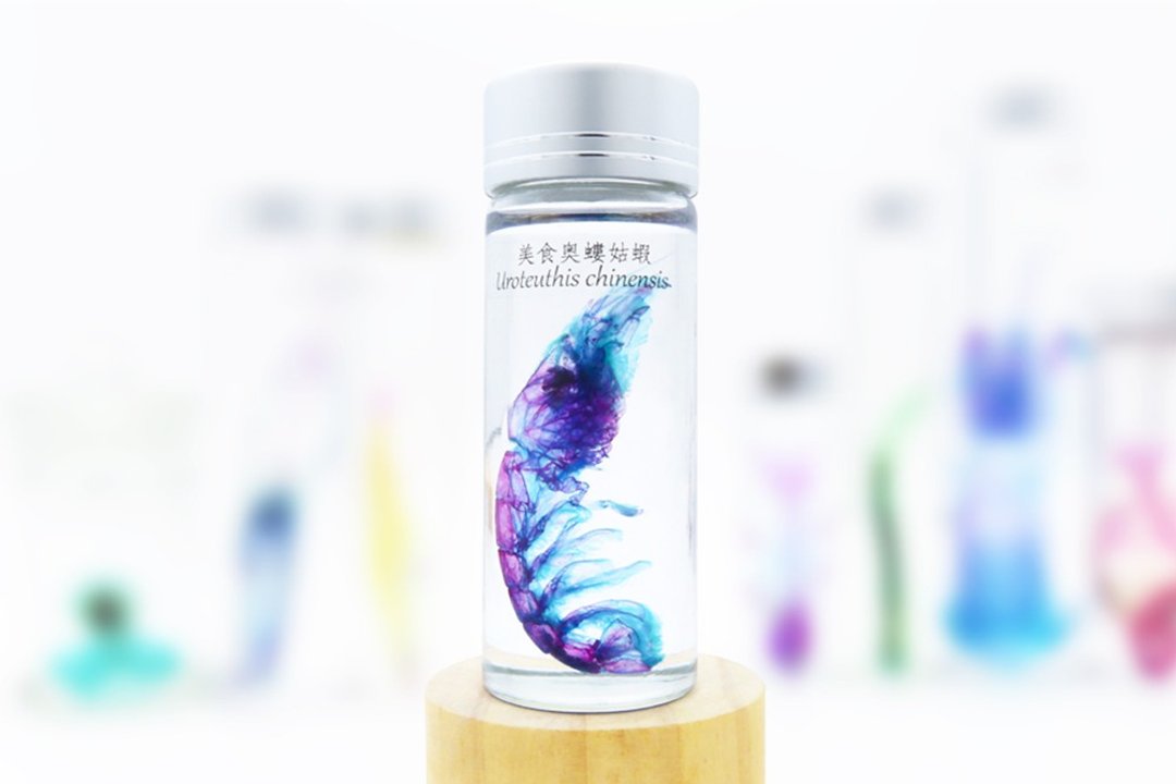 透明生物标本 - 美食奥蝼蛄虾 Austinogebia edulis - 摆饰 - 玻璃 