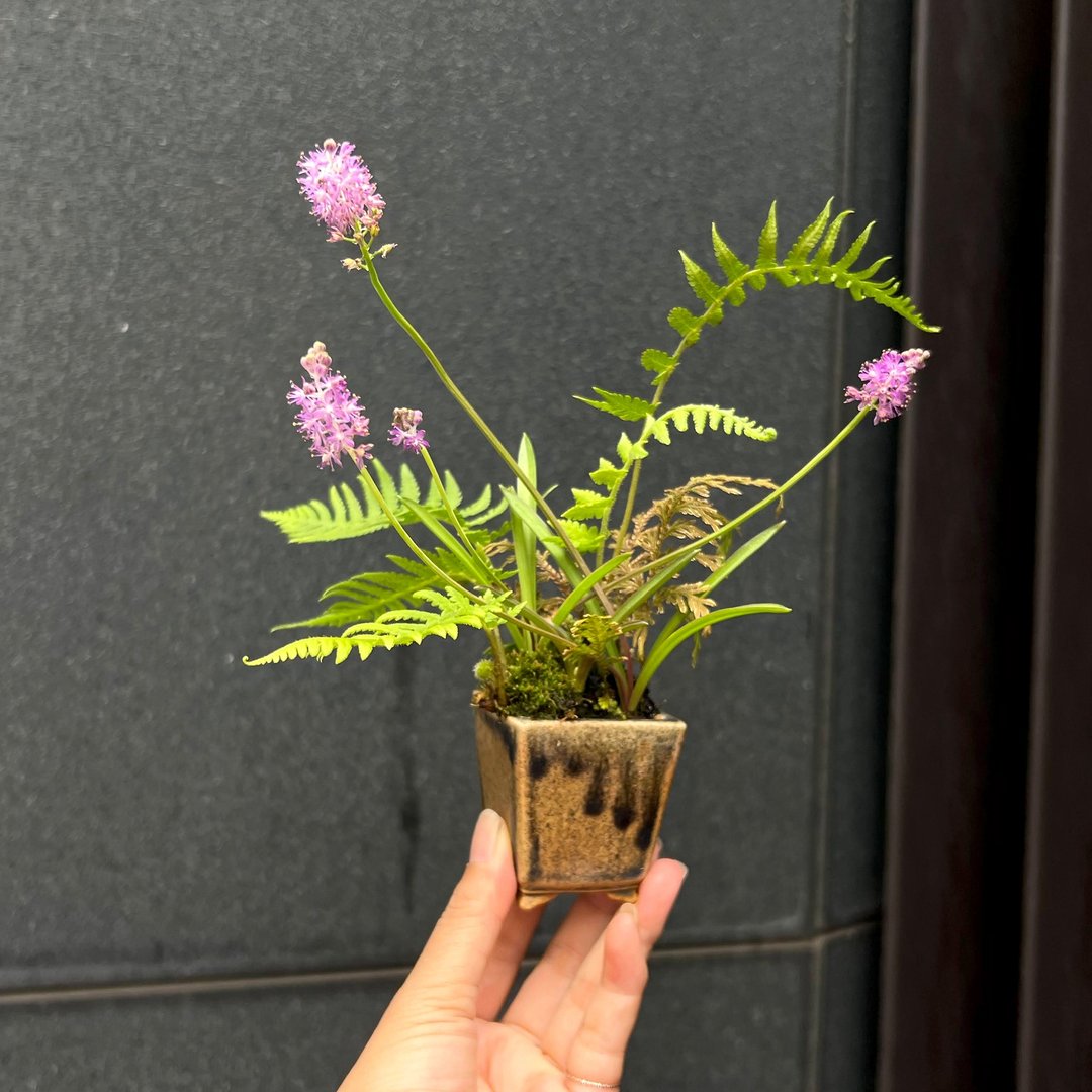 绵枣儿山野草盆栽∣台湾吉昌柴烧钵 茶道意境 - 植栽/盆栽 - 陶 