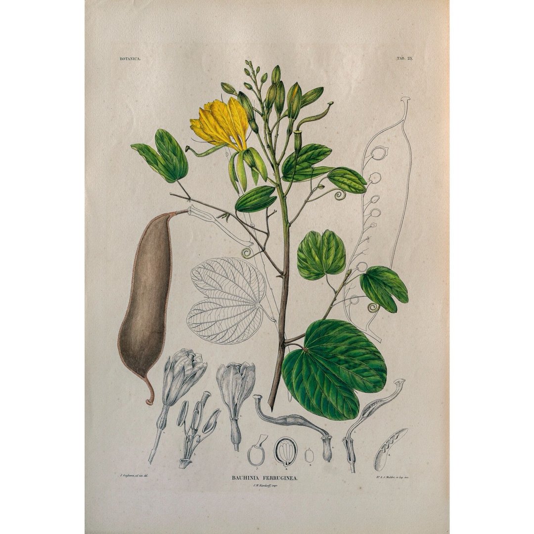 锈色羊蹄甲 Bauhinia Ferruginea - 植物图鉴-版画 - 海报/装饰画/版画 - 纸 