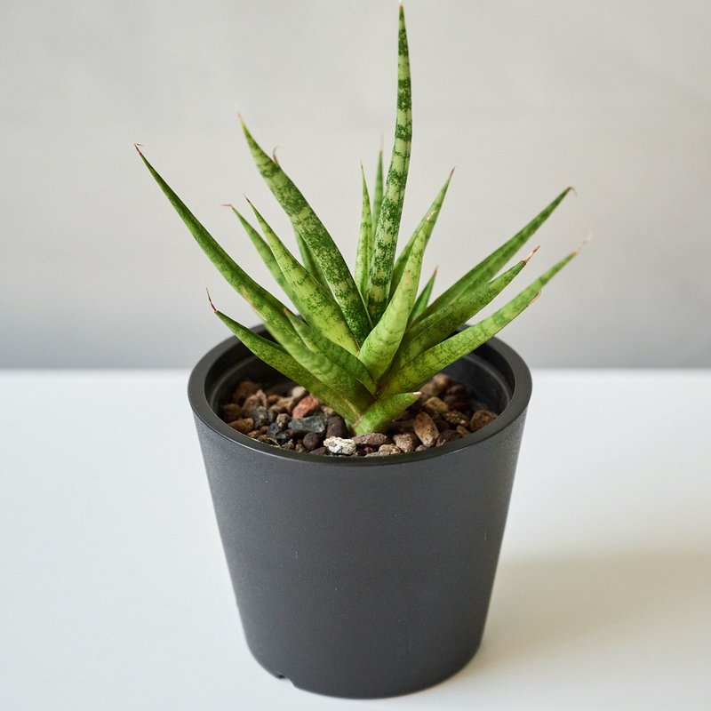 火炬虎尾兰 | 净化空气 室内植物 桌上盆栽 - 植栽/盆栽 - 植物．花 绿色