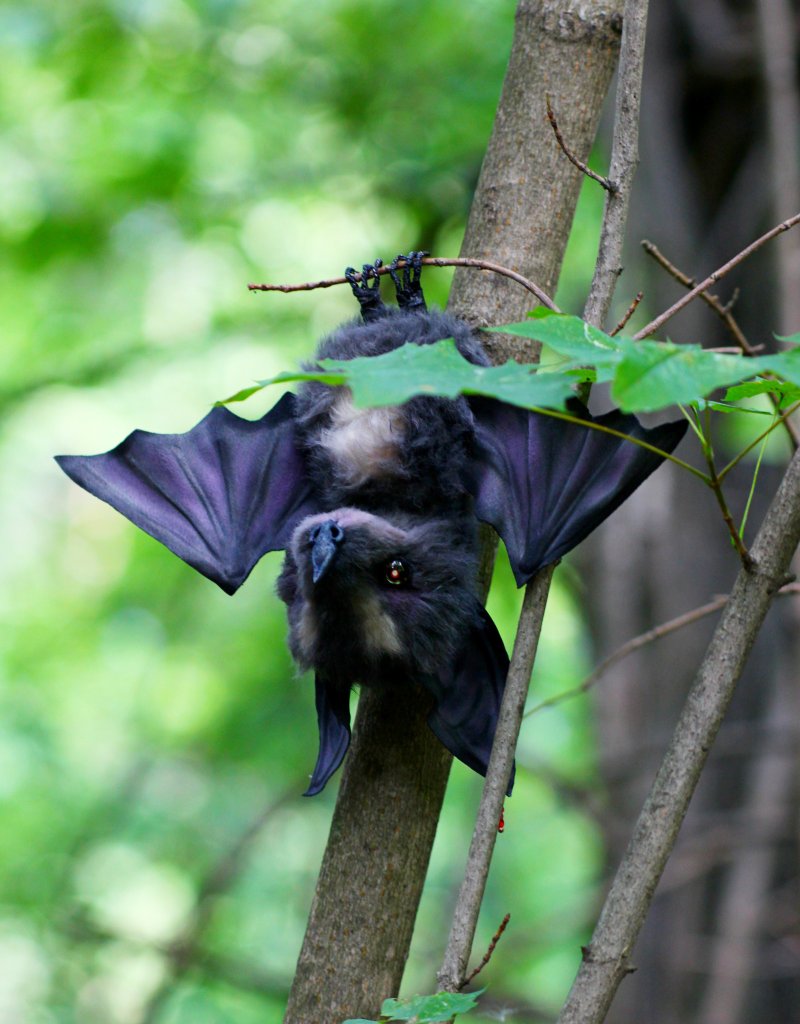 蝙蝠肖肖 - 玩偶/公仔 - 其他材质 灰色