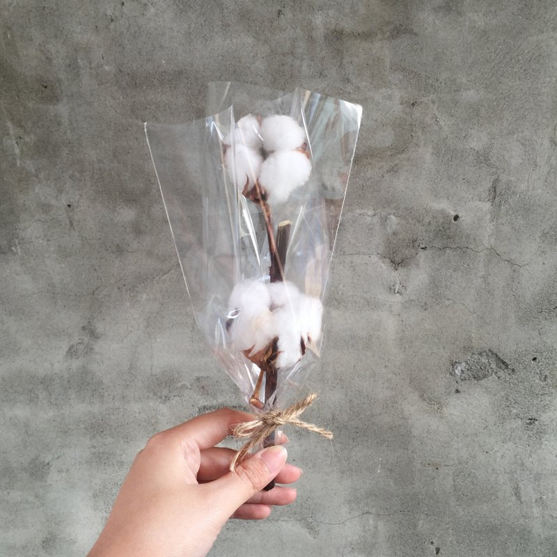 棉花 干燥花 - 植栽/盆栽 - 植物．花 白色