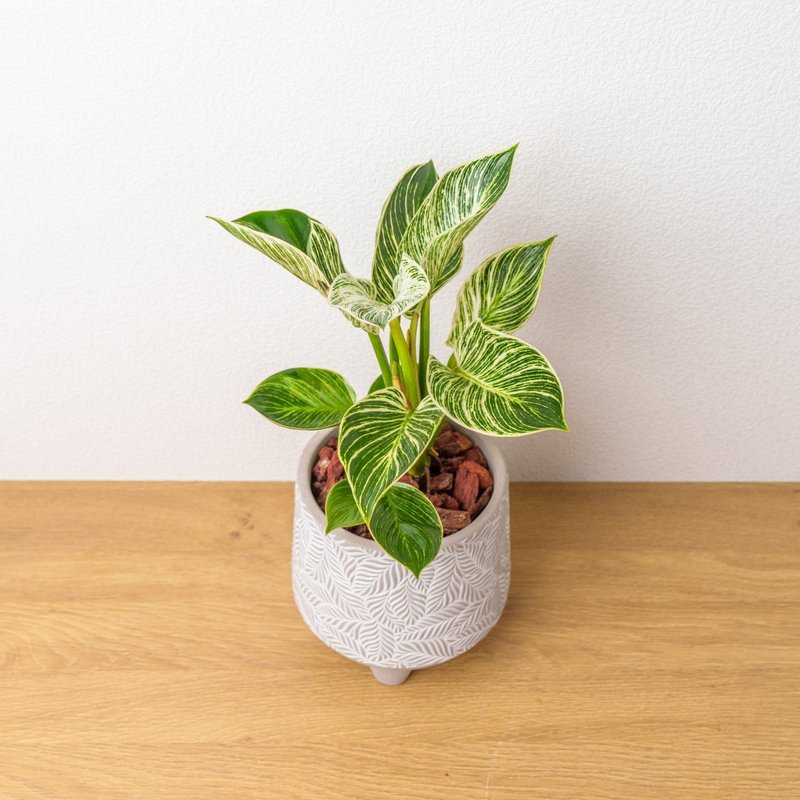 铂金蔓绿绒 中树叶纹 水泥盆栽 开幕送礼 乔迁礼物 植栽 盆栽 - 植栽/盆栽 - 植物．花 