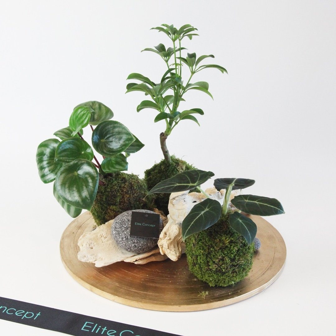 圆盘苔球盆栽 / 桌上盆栽 - 植栽/盆栽 - 植物．花 绿色