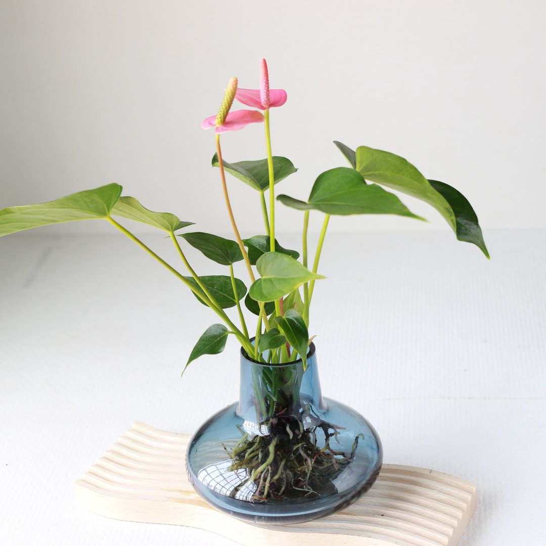 水培植栽│粉红/红火鹤_室内植物 办公室盆栽  植栽盆栽 水耕植栽 - 植栽/盆栽 - 陶 