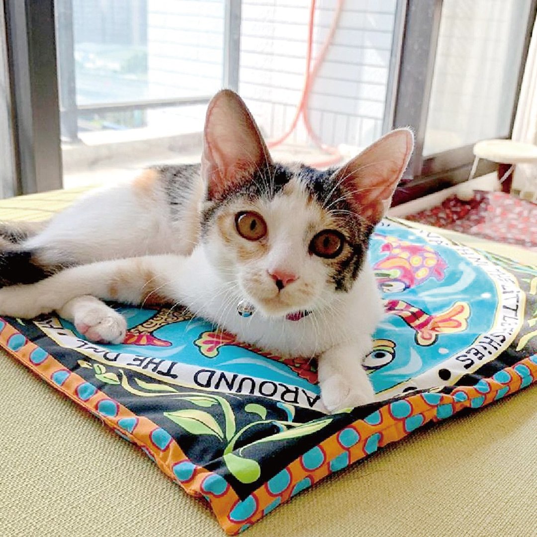 猫草玩具 鱼儿水中游 猫咪垫 - 玩具 - 其他材质 